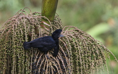 Cephalopterus penduliger