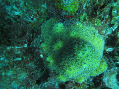 Dichocoenia stokesii