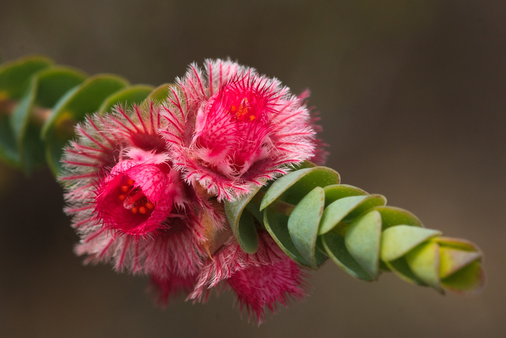 Verticordia argentea
