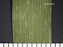 Torreyochloa pallida