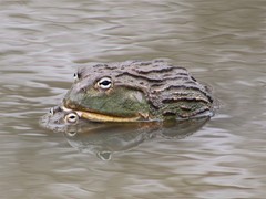 African Bullfrog photo 5