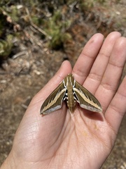 Hyles euphorbiarum