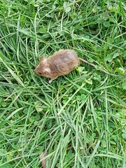 Apodemus flavicollis