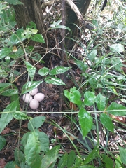 Crypturellus cinnamomeus