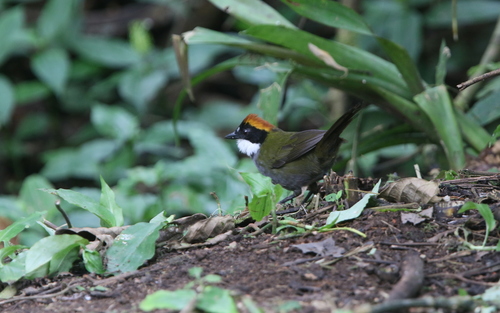 Chestnut-capped Brushfinch (Arremon brunneinucha), photo 8