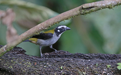 Saltator atripennis