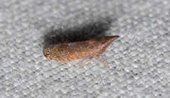 Scaphytopius rubellus