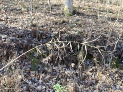 Elymus churchii