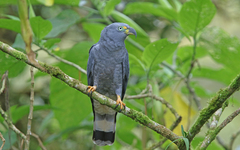 Hook-Billed Kite photo 5