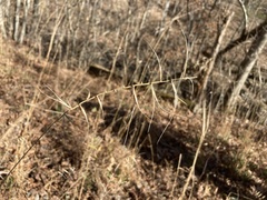 Elymus churchii