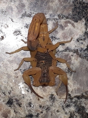 Tityus serrulatus