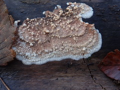 Phlebia rufa