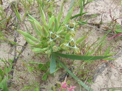 Ferraria parva
