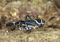 Ripipteryx limbata