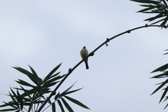 Tyrannus niveigularis