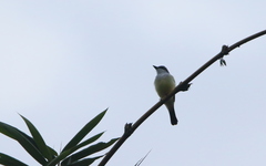 Tyrannus niveigularis