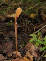 Macrotyphula fistulosa