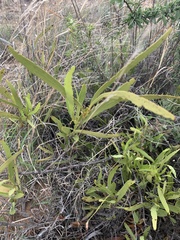 Euclea sekhukhuniensis