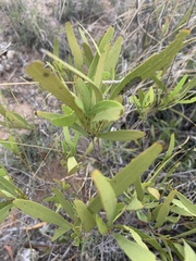 Euclea sekhukhuniensis