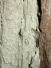 Thelotrema