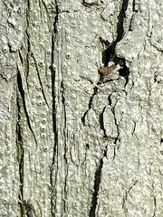 Thelotrema
