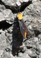 Psorthaspis portiae