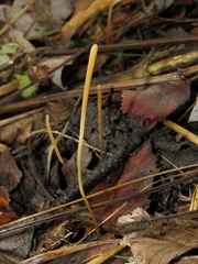 Macrotyphula fistulosa