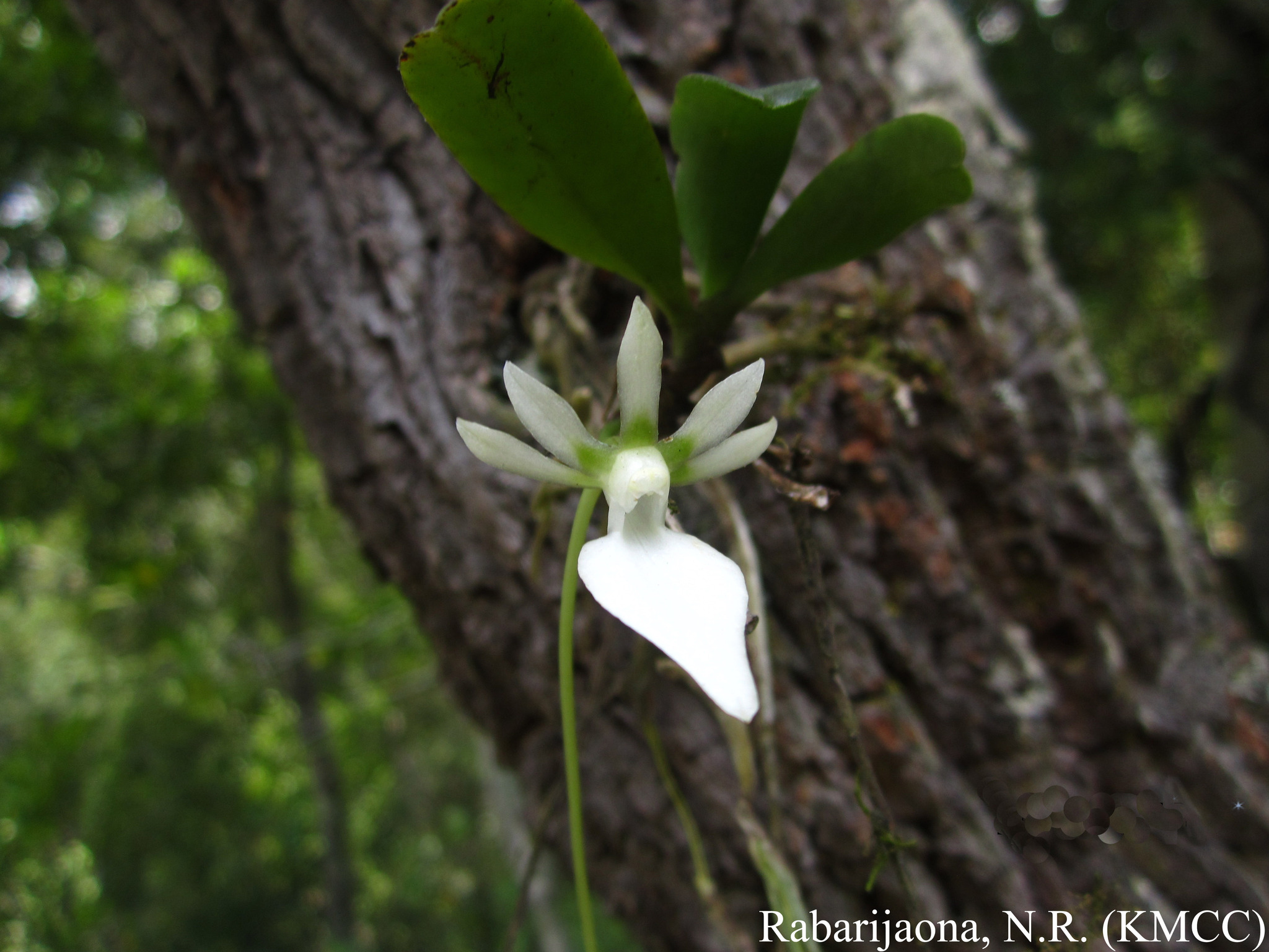 Neobathiea