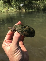 Sternotherus intermedius