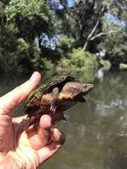 Sternotherus intermedius