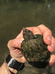 Sternotherus intermedius