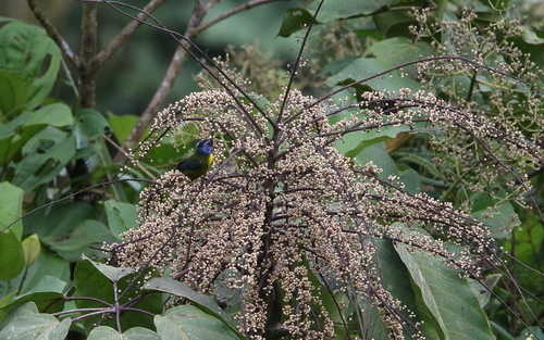 Moss-backed Tanager (Bangsia edwardsi), photo 8