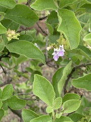 Vitex obovata wilmsii
