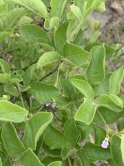Vitex obovata wilmsii