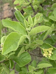Vitex obovata wilmsii
