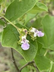 Vitex obovata wilmsii