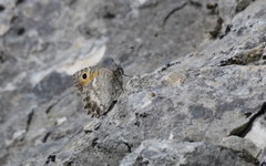 Pseudochazara orestes