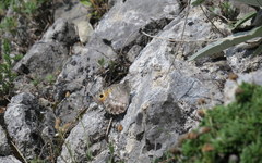 Pseudochazara orestes