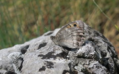 Pseudochazara orestes