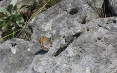 Pseudochazara orestes