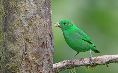 Chlorochrysa phoenicotis