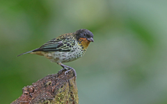 Ixothraupis rufigula