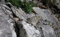 Pseudochazara orestes