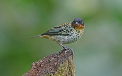 Ixothraupis rufigula