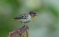 Ixothraupis rufigula