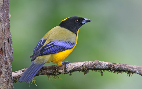 Black-chinned Mountain Tanager (Anisognathus notabilis), photo 10