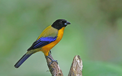 Anisognathus notabilis