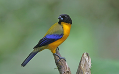 Anisognathus notabilis