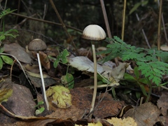 Coprinopsis marcescibilis