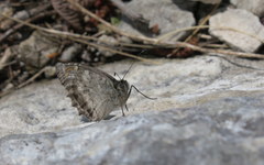 Pseudochazara orestes